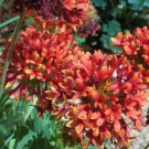flowers seeds gaillarddia full double mixed large flowers,100 seeds  #ABG12