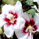 rose of sharon white eith red center hibiscus,100 seeds #ABG12