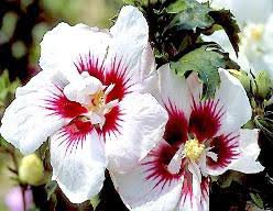 rose of sharon white eith red center hibiscus,100 seeds #ABG12