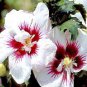 rose of sharon white eith red center hibiscus,100 seeds #ABG12