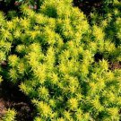 sedum angelia seeds colorfull  leaves,210 seeds #ABG12