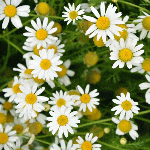 500 seeds german chamomile pretty white flowers,great for gardening  #ABG12