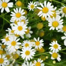 500 seeds german chamomile pretty white flowers,great for gardening  #ABG12