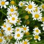 500 seeds german chamomile pretty white flowers,great for gardening  #ABG12