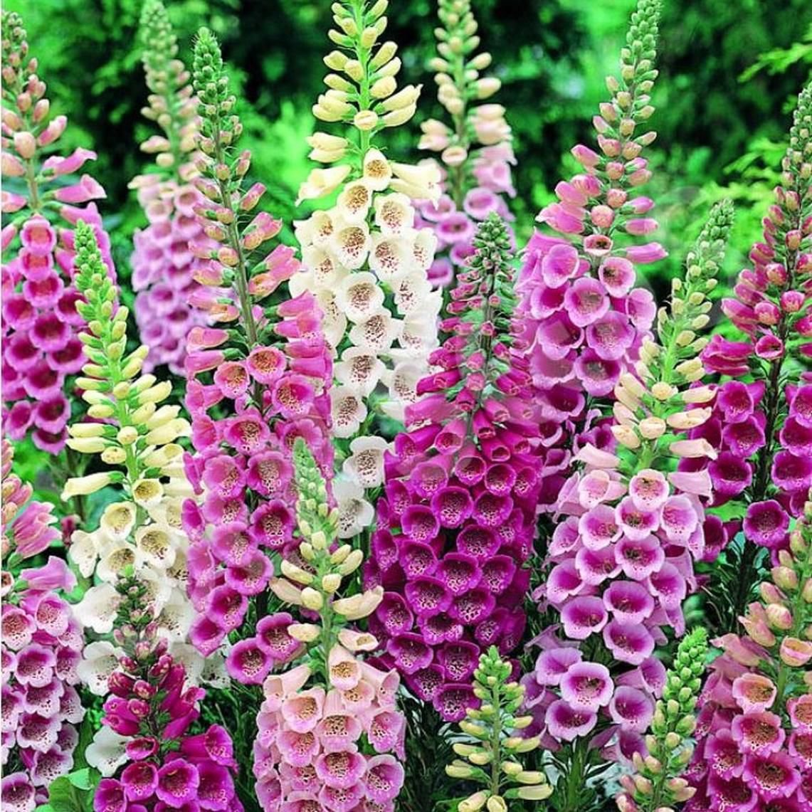 1000 seeds foxglow digitalus purpurea tall mix color easy to grow #ABG12