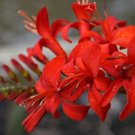 119 seeds crocosmia lucifer red flowers,easy to grow  #ABG12