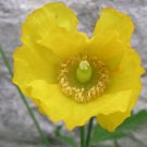 150 seeds  welsh poppy  orange or yellow flowers,  great fot gardening #ABG12