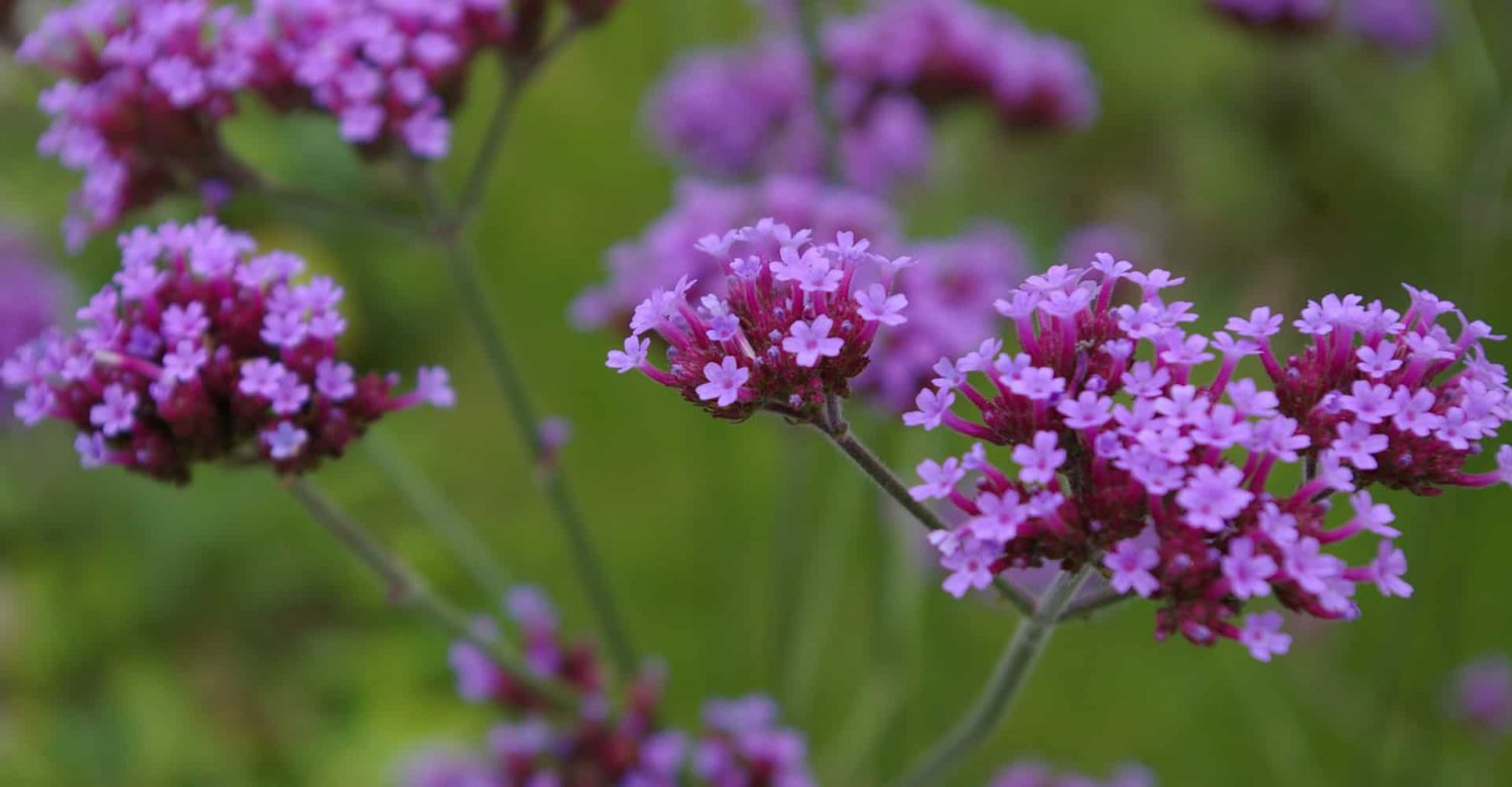 200 seeds verbena bonariensis tall verbena,easy to grow ABG12
