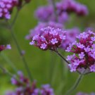 200 seeds verbena bonariensis tall verbena,easy to grow  #ABG12