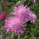 100 seeds knautia pincushion flowers  pink,easy to grow  #ABG12