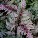 japanese painted fern regal red,1000 seeds #ABG12