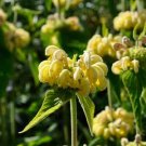 60 seeds phloms ruseseliana yellow flowers,great for gadening #ABG12