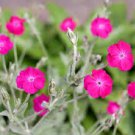 100 seeds  rose campoin magenta flowers white flowers,easy to grow  #ABG12
