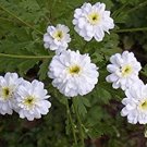 100 seeds fevrfew snowball tanacetum parthenium daisy flower,great for gardening #ABG12