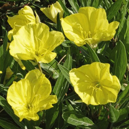 500 seeds large yellow evening primrose oenothera biennies #ABG12