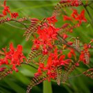 100 Crocosmia lucifer red flowers seeds   #ABG12