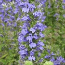 200 seeds fiant blue lobelia siphiliticia easy to grow #ABG12