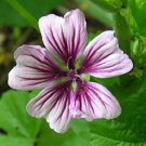 zebra mallow malva syvestris whiteburgendy striped flowers,100 seeds  #ABG12