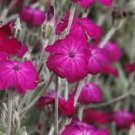 100 seeds rose campion magentaa flowers ,easy to grow  #ABG12