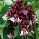 150 seeds himalaya honeysuckle bush unusual flowers hardy shrub #ABG12