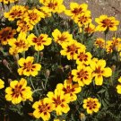 25 flowers Seeds Marigold  Tagetes Patula Nana Single Dainty Marietta # ABG11