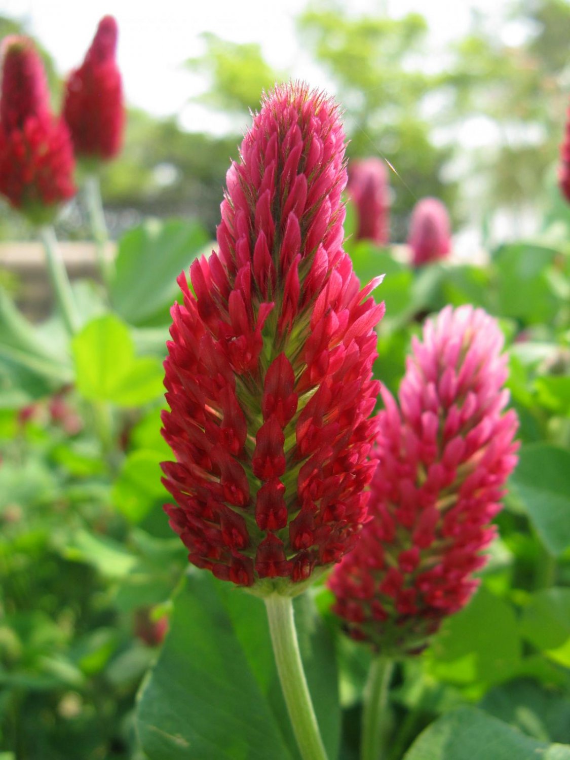 150 Seeds, Crimson Clover Dixie Trifolium Incarnatum great for your garden # ABG11