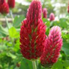 150 Seeds, Crimson Clover Dixie Trifolium Incarnatum great for your garden # ABG11