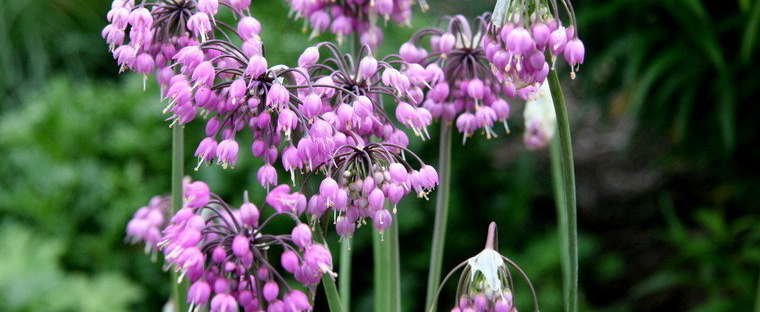 seeds Allium Cernuum Nodding Pink Onion, 50 Seeds easy to grow  #ABG11