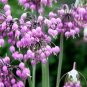 seeds Allium Cernuum Nodding Pink Onion, 50 Seeds easy to grow  #ABG11