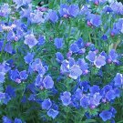 great seeds Viper's Bugloss  Echium Plantagineum Blue Beddem, 50 seeds #ABG11