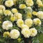 flowers seeds Marigold Tagetes Erecta Nana Kilimanjaro White, 25 seeds #ABG11