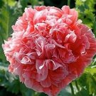 100 flowers Seeds Peony Poppy Papaver Paeoniflorum Salmon,  great for your garden #ABG11