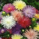 flowers seeds  aster  Callistephus Tall Needle Unicom  Mix , 50 Seeds "#ABG11