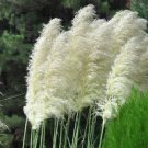 easy to grow   Pampas Grass White Cortaderia selloana, 100 Seeds #ABG11