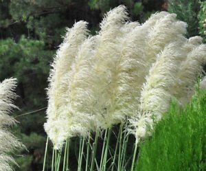 easy to grow   Pampas Grass White Cortaderia selloana, 100 Seeds #ABG11