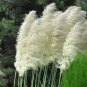 easy to grow   Pampas Grass White Cortaderia selloana, 100 Seeds #ABG11