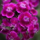 flowers seeds Dianthus Barbatus Oeschburg,  100 seeds #ABG11