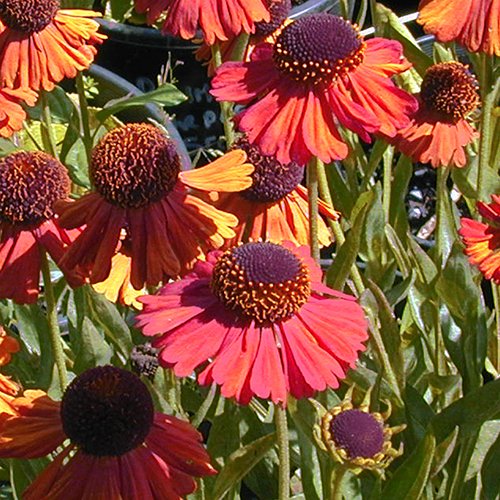 flowers seeds Sneezeweed Autumnale  Helenium, 50 seeds #ABG11