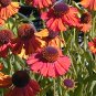 flowers seeds Sneezeweed Autumnale Helenium, 50 seeds #ABG11