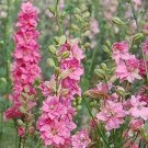 50 flowers seeds Delphinium  Consolida  Rose Queen , easy to grow #ABG11