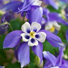 50 flowers seeds Columbine Aquilegia Caerulea  Blue Star,easy to grow   #ABG11