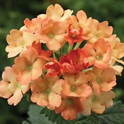 50 flowers Seeds,  Verbena  Nana Compacta Apricot  #ABG11