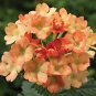 50 flowers Seeds,  Verbena  Nana Compacta Apricot  #ABG11