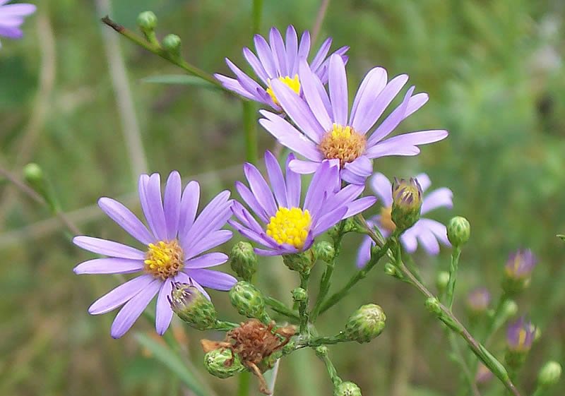 flowers seeds Aster Sky Blue, 50 Seeds     #ABG11