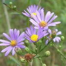 flowers seeds Aster Sky Blue, 50 Seeds     #ABG11