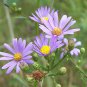 flowers seeds Aster Sky Blue, 50 Seeds     #ABG11