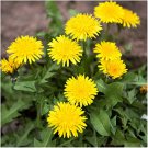 100 flowers  Seeds Dandelion Taraxacum Officinale easy to grow #ABG11