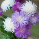 100 flowers  Seeds Sweet Sultan  Mix color #ABG11