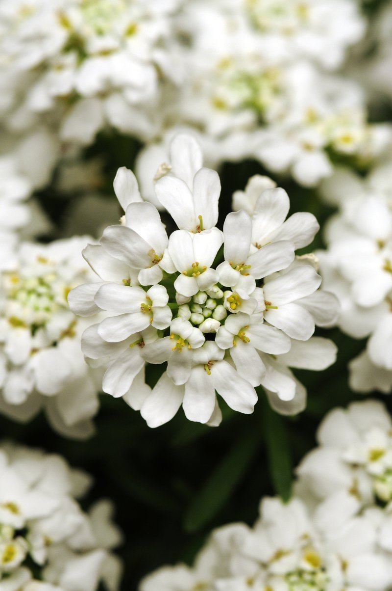 50 flowers seeds Candytuft  Iberis Sempervirens #ABG11