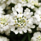50 flowers seeds Candytuft  Iberis Sempervirens #ABG11